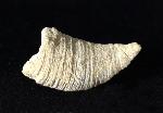 Calceola sandalina (LINNAEUS 1771) - Bild © FossNet FossilienStore
